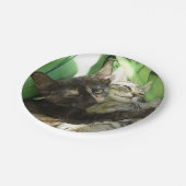 Cute kittens kuddling papieren bordje (Gekanteld)