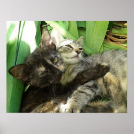 Cute kittens kuddling poster