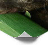 Cute kittens kuddling poster (Hoek)