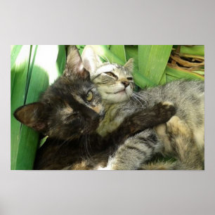 Cute kittens kuddling poster