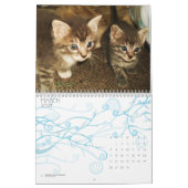 CUTE KITTIE CATS-kalender Kalender (Mar 2027)
