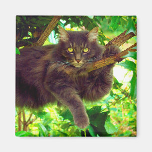 Cute Kitty Cat Magneet