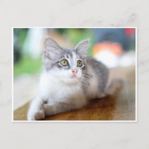 Cute Kleine Grijze en Witte Kitten Ansichtkaart Briefkaart