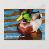 Cute Kleine Wilde Eend Ansichtkaart Briefkaart (Voorkant)
