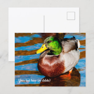 Cute Kleine Wilde Eend Ansichtkaart Briefkaart