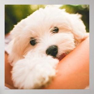 Cute & knuffelbare hond Close-Up poster