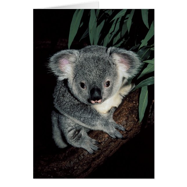 Cute Koala Beer (Voorkant)