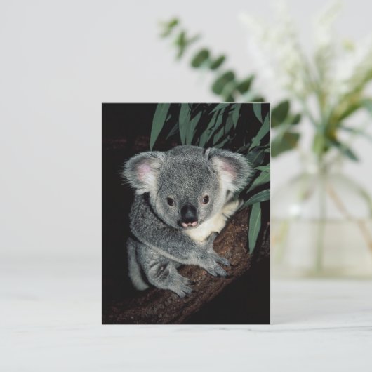 Cute Koala Beer Briefkaart (Staand voorkant)