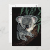 Cute Koala Beer Briefkaart (Voorkant / Achterkant)