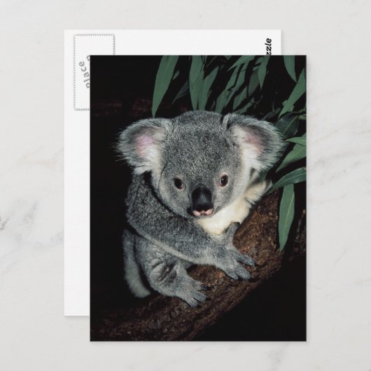 Cute Koala Beer Briefkaart (Voorkant / Achterkant)