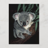Cute Koala Beer Briefkaart (Voorkant)