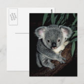 Cute Koala Beer Briefkaart (Voorkant / Achterkant)