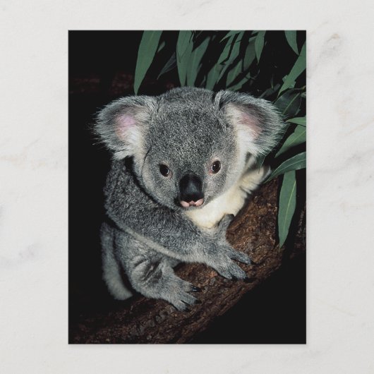 Cute Koala Beer Briefkaart (Voorkant)