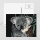 Cute Koala Beer Briefkaart (Voorkant / Achterkant)