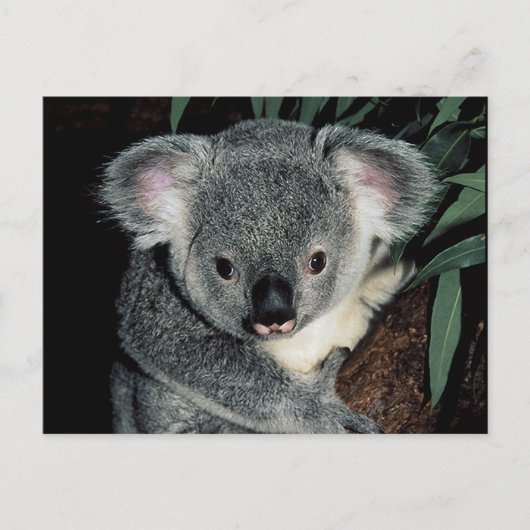 Cute Koala Beer Briefkaart (Voorkant)