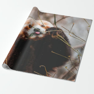CUTE KOALA BEER CADEAUPAPIER
