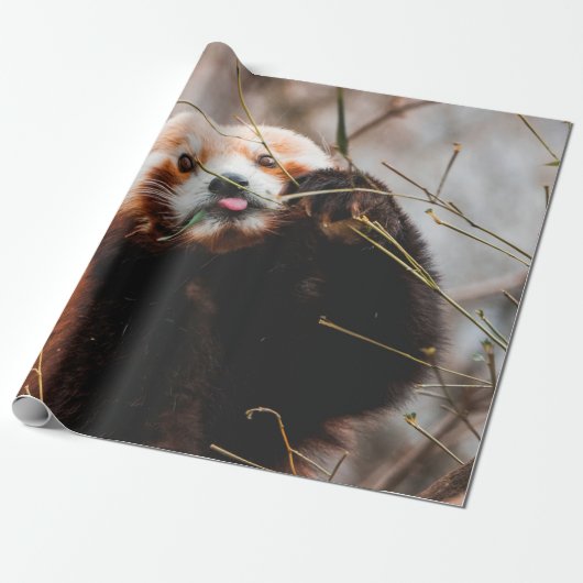 CUTE KOALA BEER CADEAUPAPIER (Uitgerold)