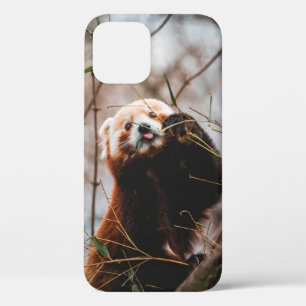 CUTE KOALA BEER Case-Mate iPhone CASE