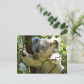 Cute Koala Beer Destiny Natuur Aussi Outback Briefkaart (Staand voorkant)