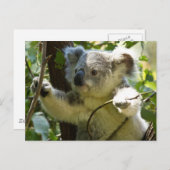 Cute Koala Beer Destiny Natuur Aussi Outback Briefkaart (Voorkant / Achterkant)