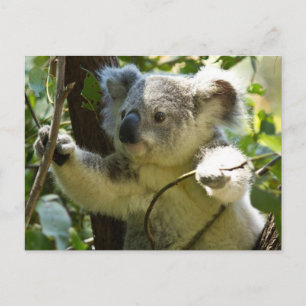 Cute Koala Beer Destiny Natuur Aussi Outback Briefkaart