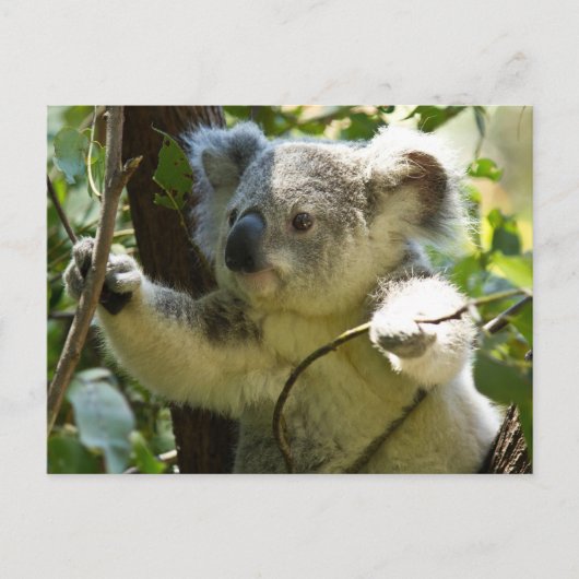 Cute Koala Beer Destiny Natuur Aussi Outback Briefkaart (Voorkant)
