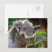Cute Koala Beer Destiny Natuur Aussi Outback Briefkaart (Voorkant / Achterkant)