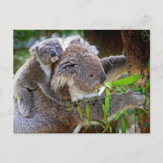 Cute Koala Beer Destiny Natuur Aussi Outback Briefkaart