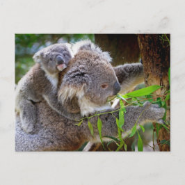 Cute Koala Beer Destiny Natuur Aussi Outback Briefkaart