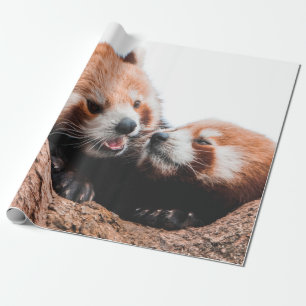 CUTE KOALA BEER FAMILIE CADEAUPAPIER