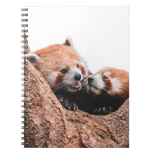 CUTE KOALA BEER FAMILIE NOTITIEBOEK (Voorkant)