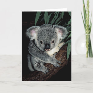 Cute Koala Beer Kaart