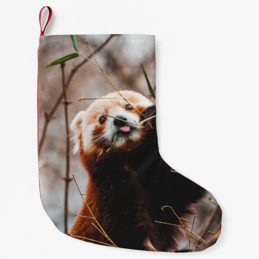 CUTE KOALA BEER KLEINE KERSTSOK (Voorkant)