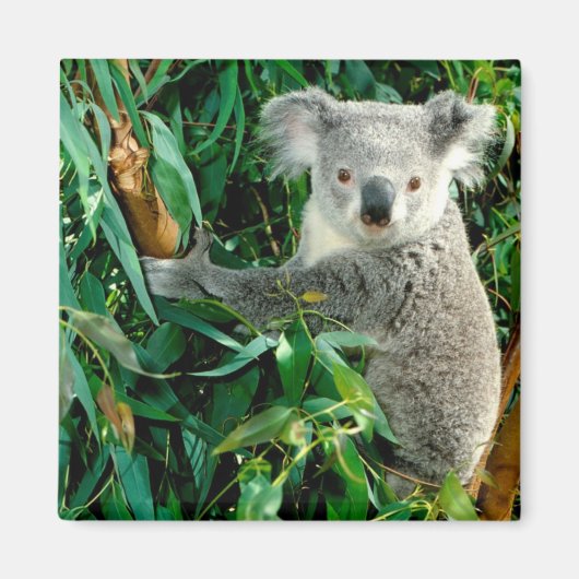 Cute Koala Beer Magneet (Voorkant)