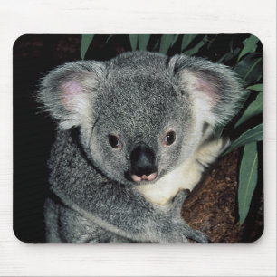 Cute Koala Beer Muismat