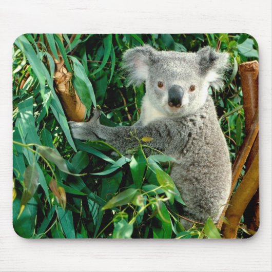 Cute Koala Beer Muismat (Voorkant)