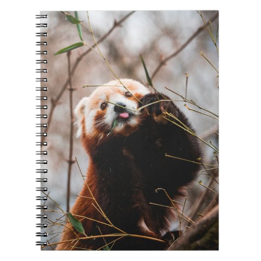 CUTE KOALA BEER NOTITIEBOEK (Voorkant)