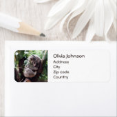 Cute Koala Beer ontspannend in een boom Etiket (Insitu)