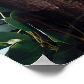 Cute Koala Beer ontspannend in een boom Poster (Hoek)