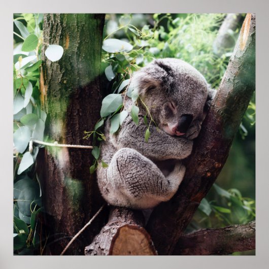 Cute Koala Beer ontspannend in een boom Poster (Voorkant)