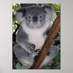 CUTE KOALA BEER POSTER
