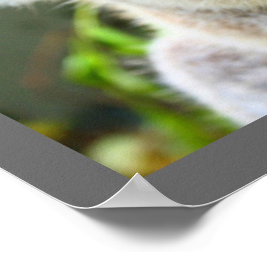 Cute Koala Beer Poster (Hoek)