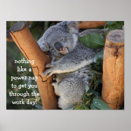 Cute Koala Beer Poster (16x12), Power Nap
