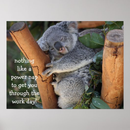 Cute Koala Beer Poster (16x12), Power Nap (Voorkant)