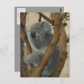 Cute Koala Beer Slaapend Briefkaart (Voorkant / Achterkant)