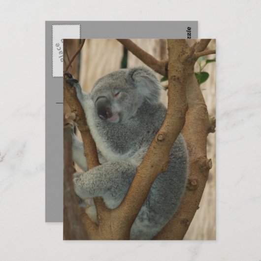 Cute Koala Beer Slaapend Briefkaart (Voorkant / Achterkant)