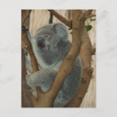 Cute Koala Beer Slaapend Briefkaart (Voorkant)