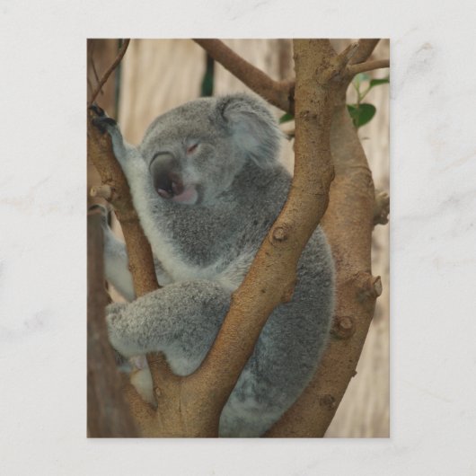 Cute Koala Beer Slaapend Briefkaart (Voorkant)