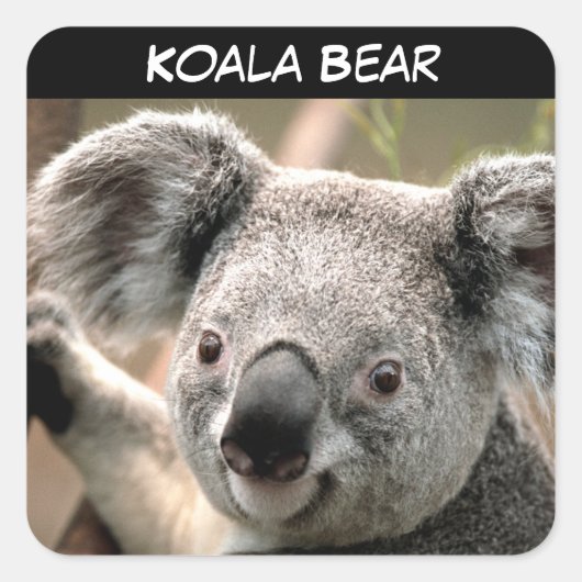 Cute Koala Beer Vierkante Sticker (Voorkant)