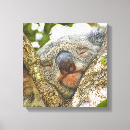 Cute Koala Beer Wrapped Canvas Afdruk (Voorkant)